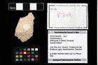 Foto (Objekt + Etikett) von Goniodromites sp.  (NHMW-GEO-2014-0194-0249)